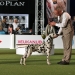 Canadian Club vom Teutoburger Wald (15 Monate) VDH Bundesjugendsieger 2017, Best of Breed (BOB), Best in Group 2 (BIG 2)