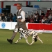 Canadian Club vom Teutoburger Wald (15 Monate) VDH Bundesjugendsieger 2017, Best of Breed (BOB), Best in Group 2 (BIG 2)