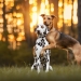 Endearing Edina vom Teutoburger Wald (5 Jahre) mit ihrer besten Freundin Hope
