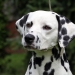 Neverfading Nightlily vom Teutoburger Wald (18 Monate)
