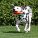 Neverfading Nightlily vom Teutoburger Wald (18 Monate)