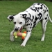 Neverfading Nightlily vom Teutoburger Wald (18 Monate)