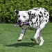 Neverfading Nightlily vom Teutoburger Wald (18 Monate)