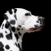 Precious Picasso vom Teutoburger Wald (2 Jahre)