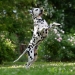 Precious Picasso vom Teutoburger Wald (2 Jahre)