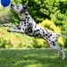 Precious Picasso vom Teutoburger Wald (2 Jahre)
