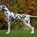 Precious Picasso vom Teutoburger Wald (2 Jahre)