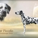 Popular Piccolo vom Teutoburger Wald (2,5 Jahre alt)