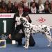 Chapman vom Teutoburger Wald erreichte im Alter von 9,5 Jahren das BEST IN SHOW VETERAN im Ehrenring auf der Internationalen Rassehundeausstellung Hannover mit seiner Besitzerin Tanja Kuhnert