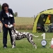  DZGD Sommerfestival Schöningen 2013: BEST OF BREED - United Pleasure vom Teutoburger Wald (2 Jahre) 