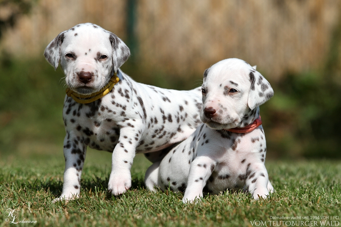 Ee Wurf 4 Woche Dalmatinerzucht Vom Teutoburger Wald